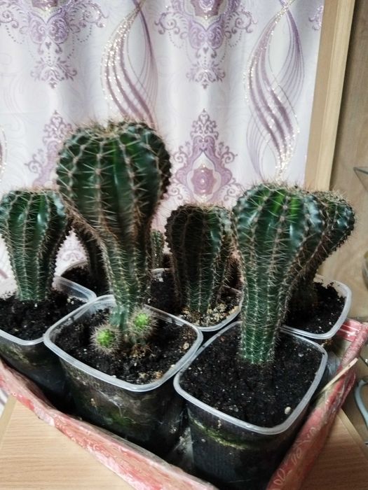 Продам комнатные цветы кактусы