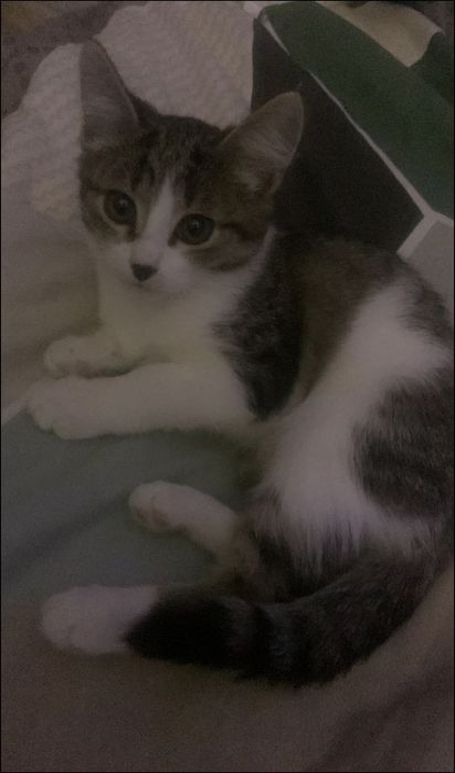 Отдам котенка в добрые руки