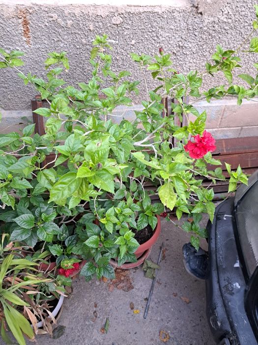 Китайская роза ( гибискус ) 2 шт.