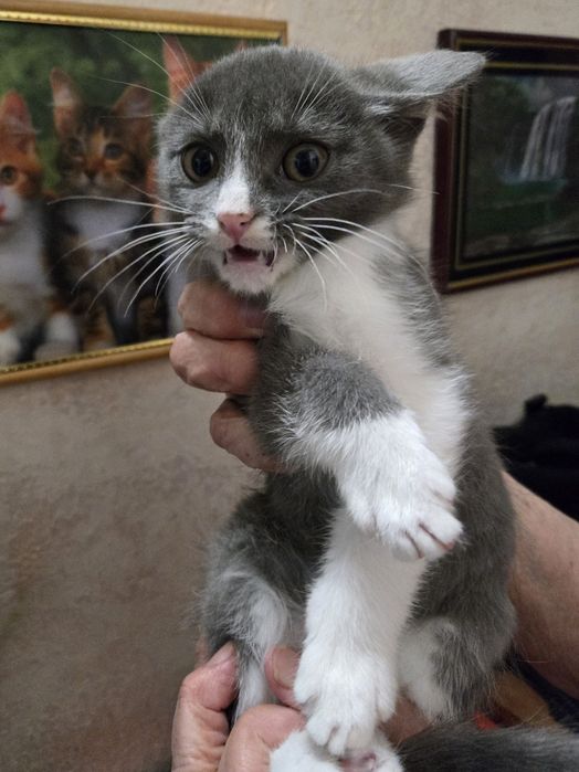 Продам не дорого