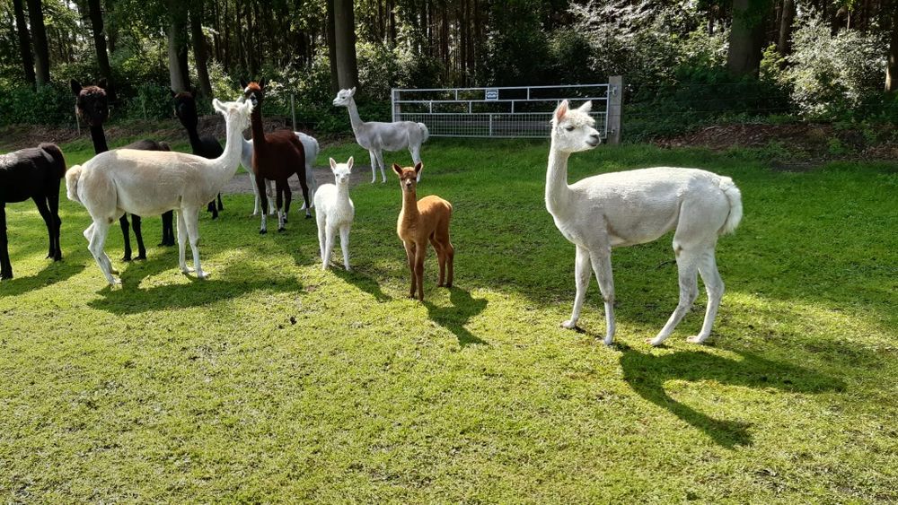 Vand alpaca prietenoase cu copiii