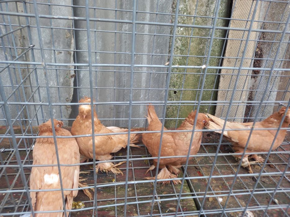 Porumbei dv, chingi, germani , diverse speci