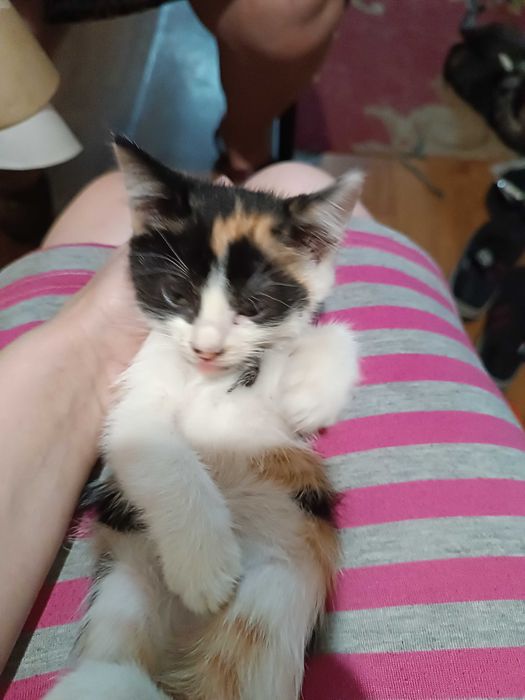 Котята в хорошие руки