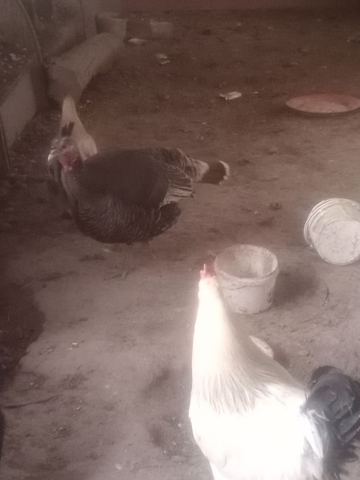 Үндік бір мекен 1 қораз