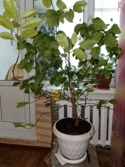 Продам дерево лимона плодотворное