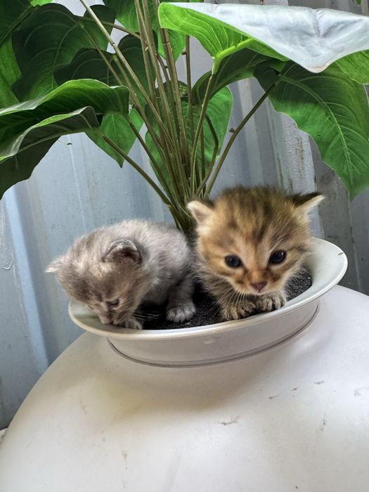 Котята ищут дом