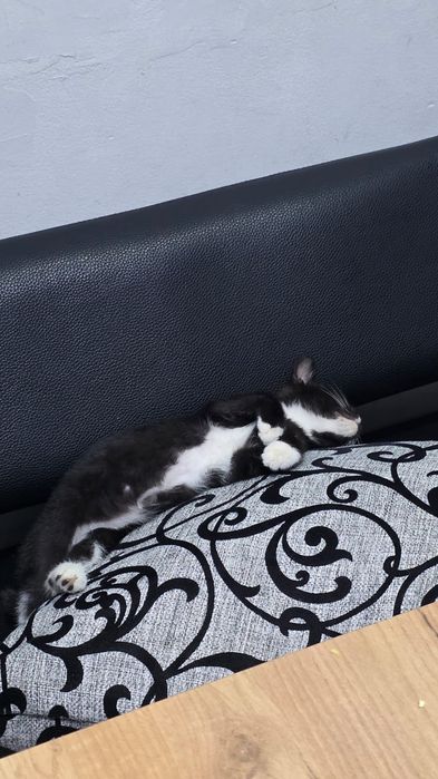 Ищу дом котенку девочке