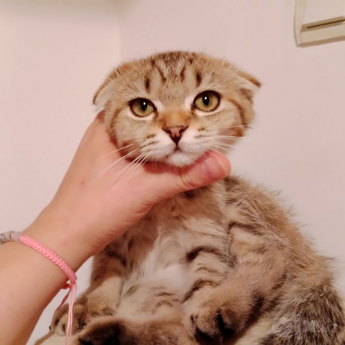 Девочка табби тигрёнок