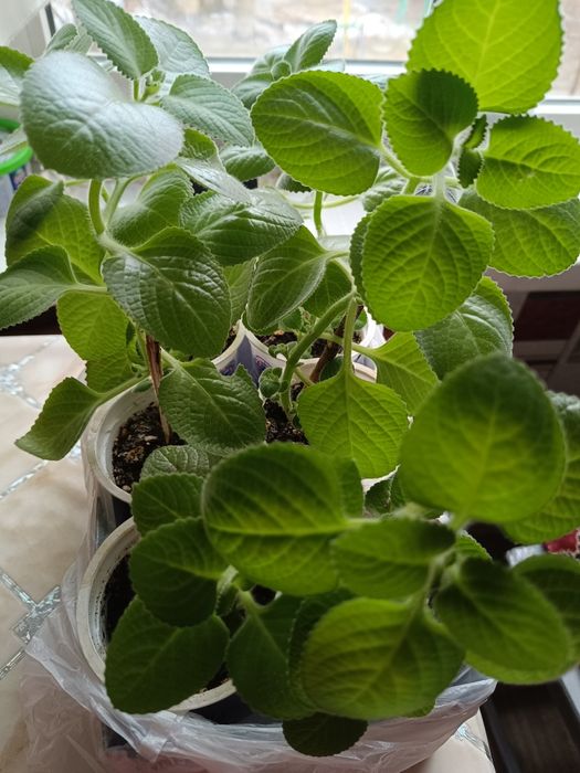 Срочно Недорого продам комнатные  цветы