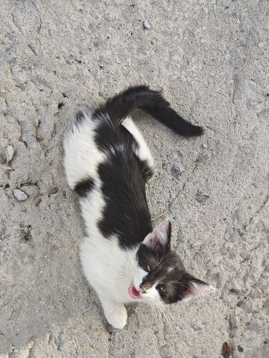 Котенок зеленоглазый мальчик