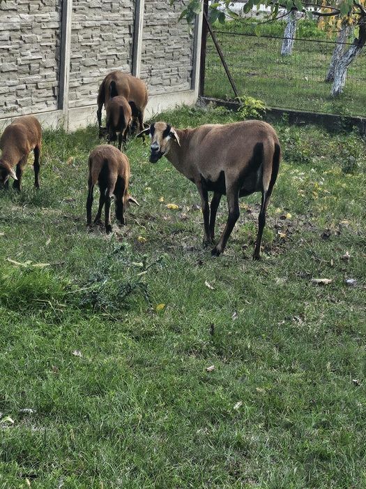 Oi de Camerun, de vânzare.