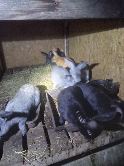 Продам кроликов.