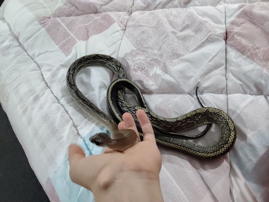 Тениура блю бьюти, своя змея