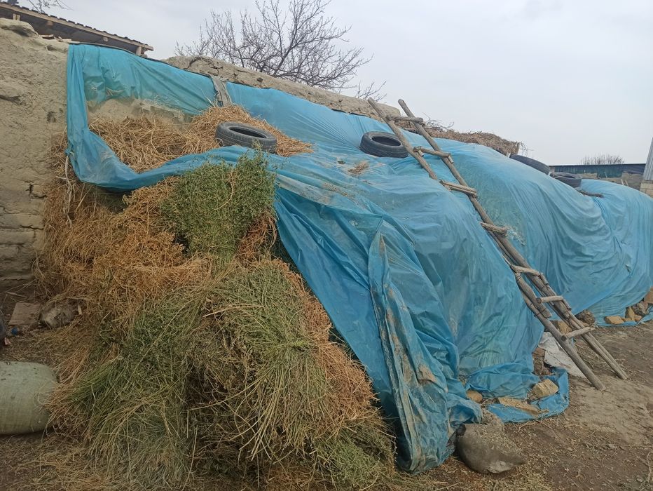 Beda bog' zur ahvolda