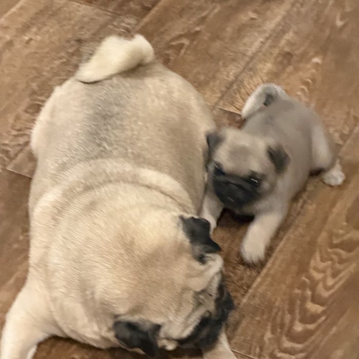 Продаю щенка мопса