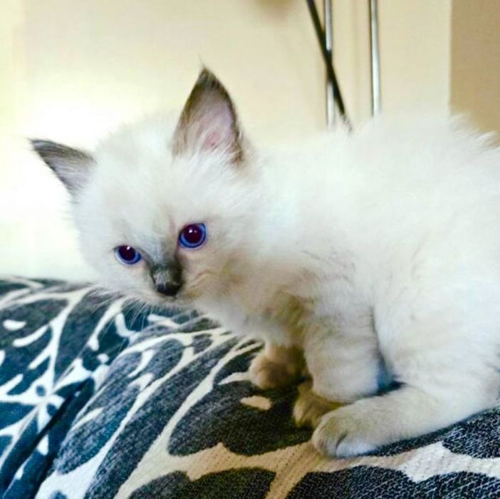 Рагдол Регдол /Ragdoll