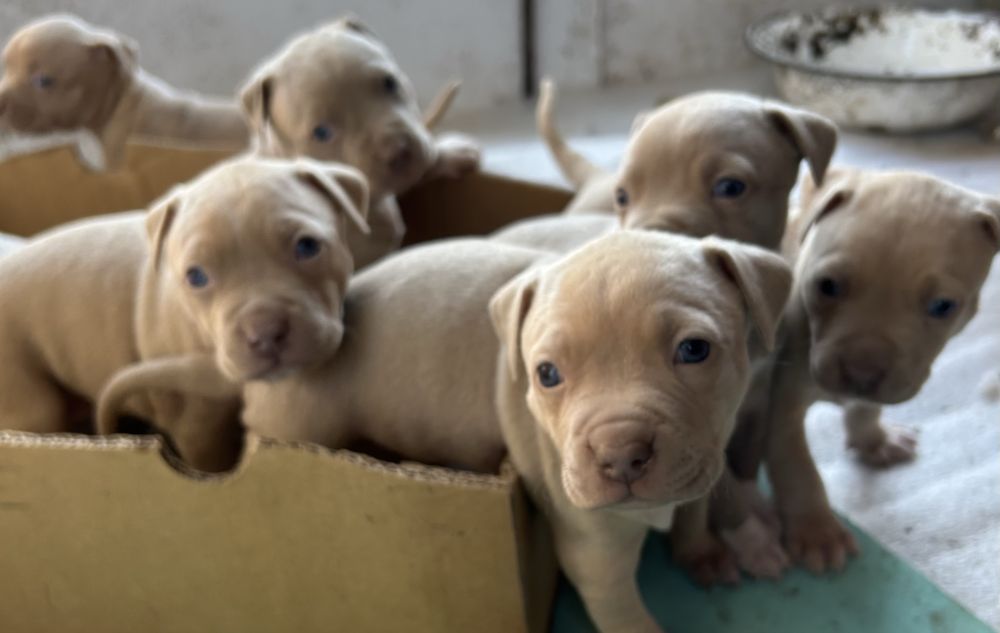 Американски питбули