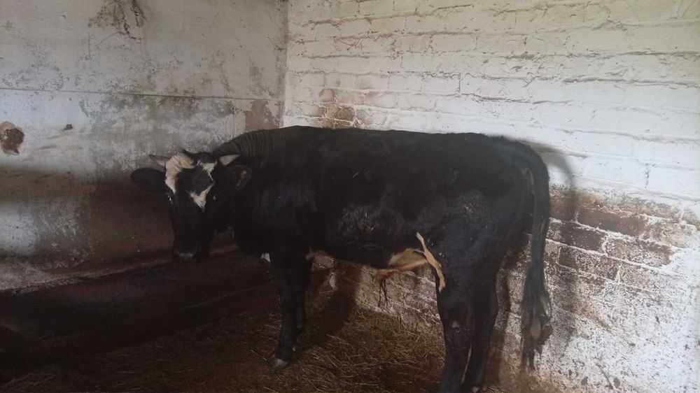 Продам годовалых телят