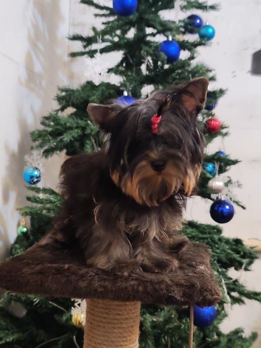 Девочка йоркширский терьер