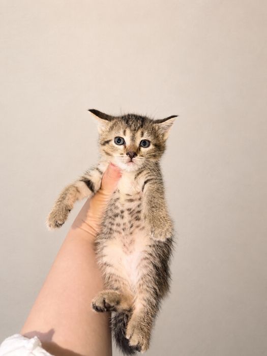 Отдам котят. Девочка.