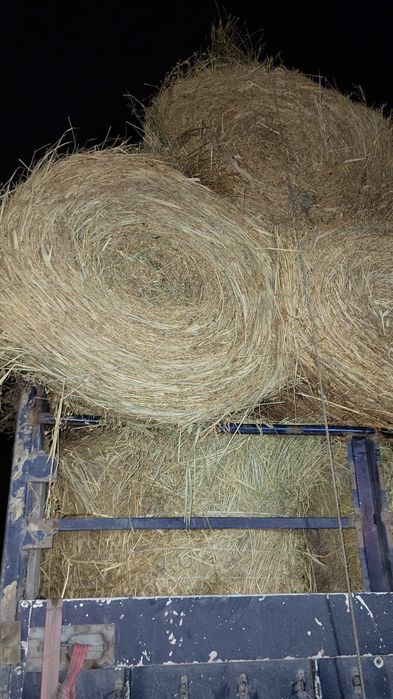 Сено урлон жоношка люцерна сатамын