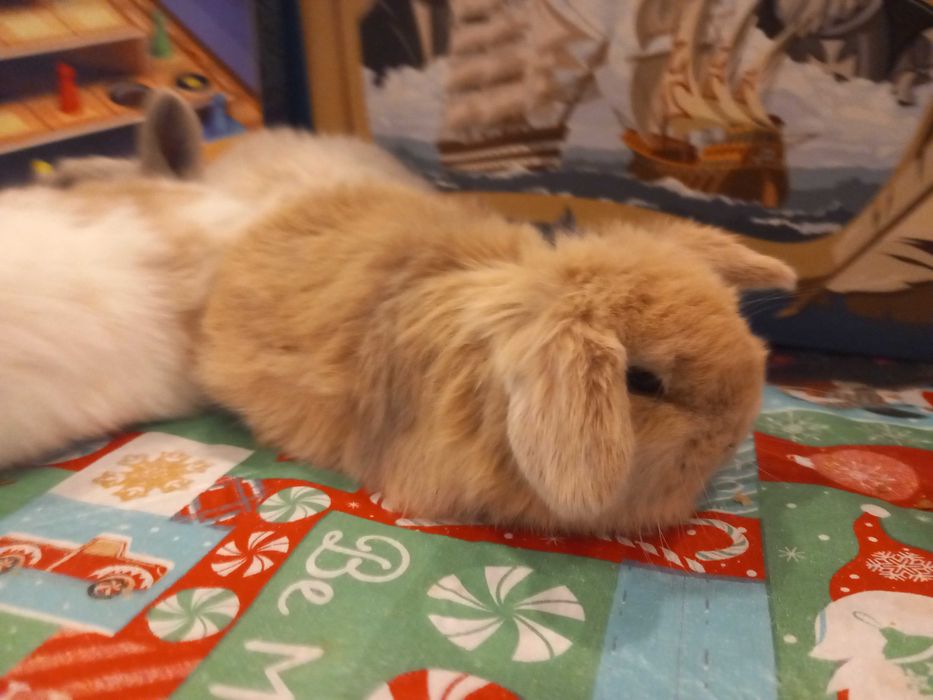 Iepure Pitic Holland Lop Mini Lop Iepurasi Minii Toys de Companie