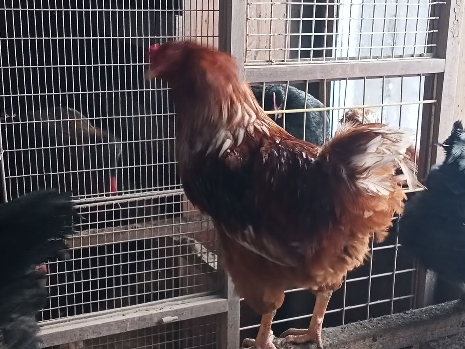 Продам молодых петухов.