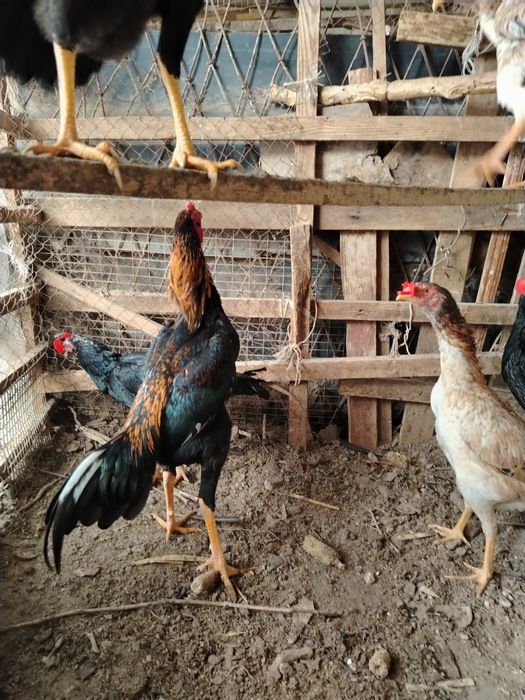 Дакан Тухум сотилади