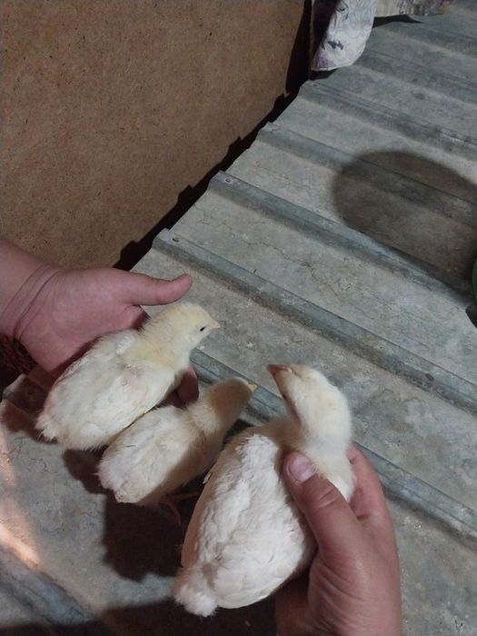 Циплята 1 2 месяца
