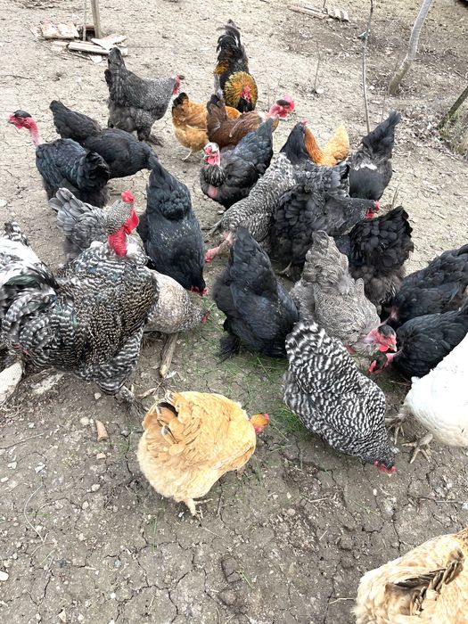 Pui de gaini de țară