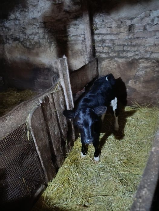 Продам тёлочку ,недельная