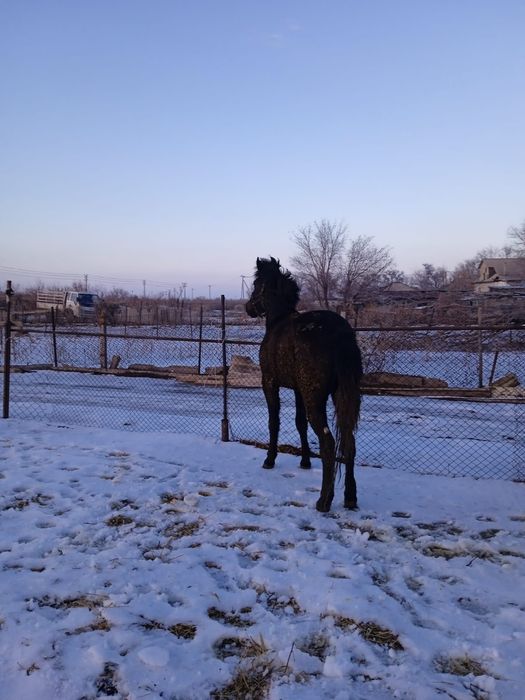 Кунан сатамын 600мын