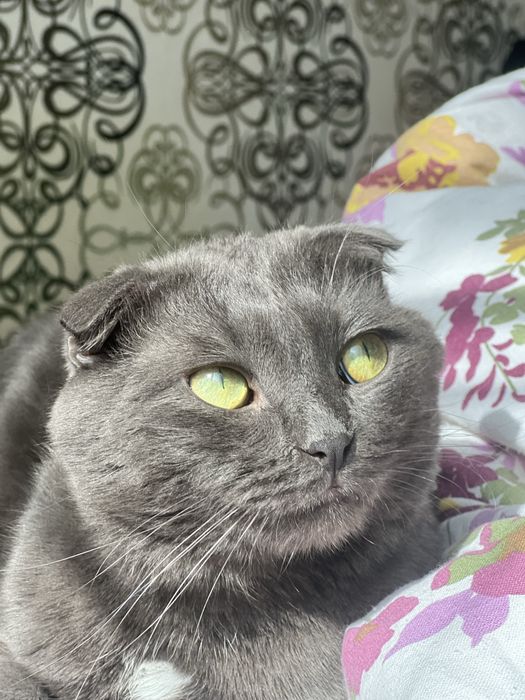 Отдам кота в добрые руки
