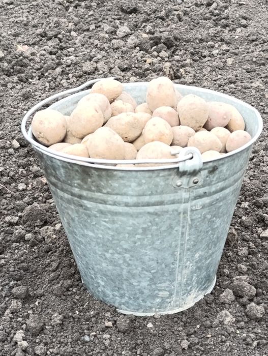 Продам семена картошки