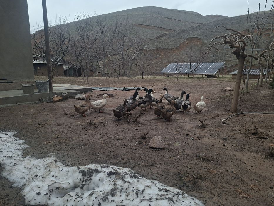 Урдак урдак уодак