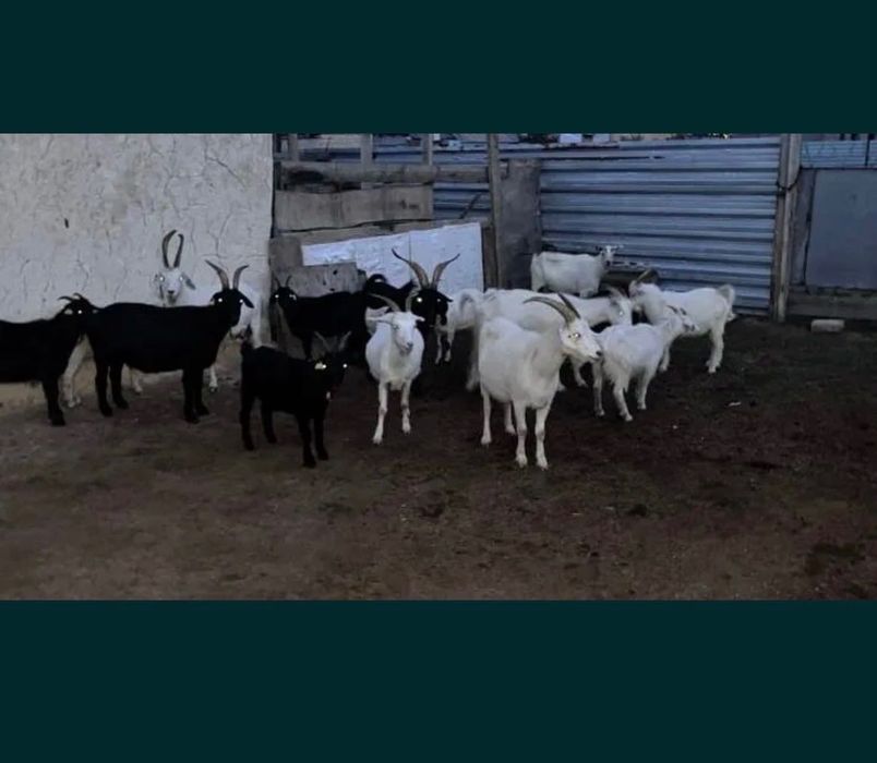 Ешкілер сатылады козы