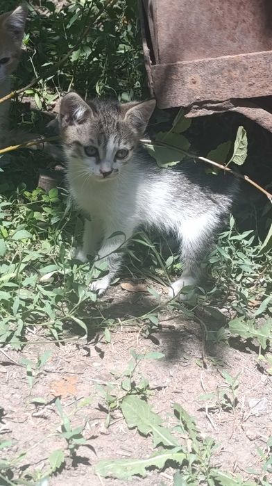 Котята бесплатно