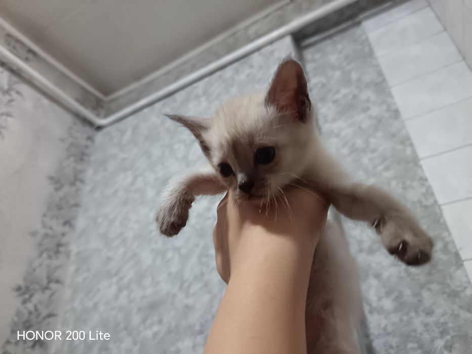 Котята очень хорошие