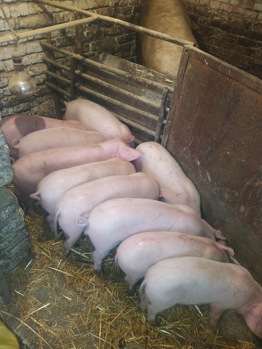 Продавам малки прасенца