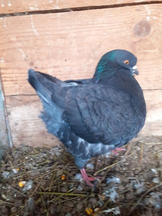 Vând porumbei rasa king Alba Iulia • OLX.ro