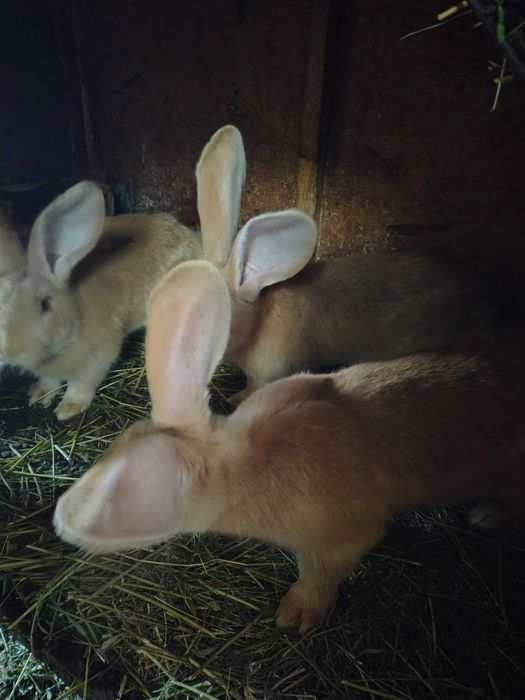 Vând iepuri de companie