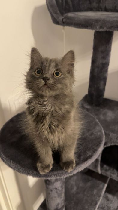 Vand Siberiana de padure