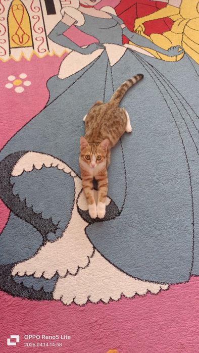 Кошечка Соня в добрые руки