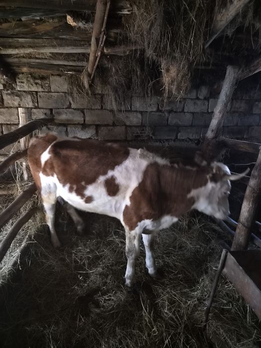 Продам нетель жирная на откорме