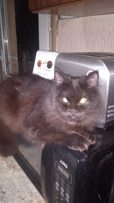 Отдам котёнка в хорошие