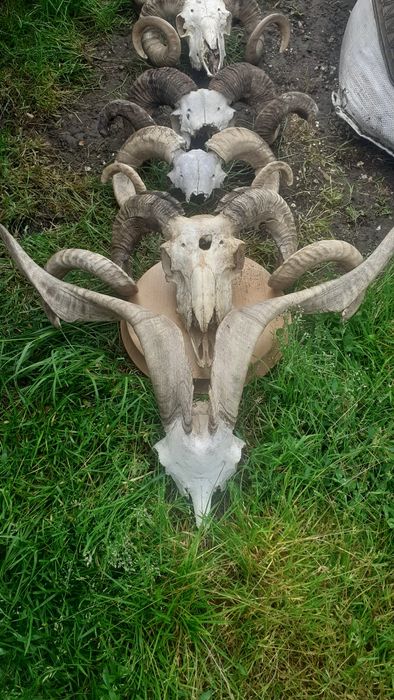 Vând trofee de berbec de diferite mărimi
