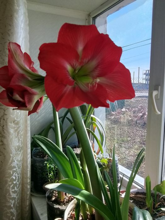 Гиппеаструм продам