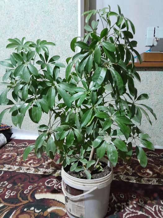 Sheftlera  xona guli