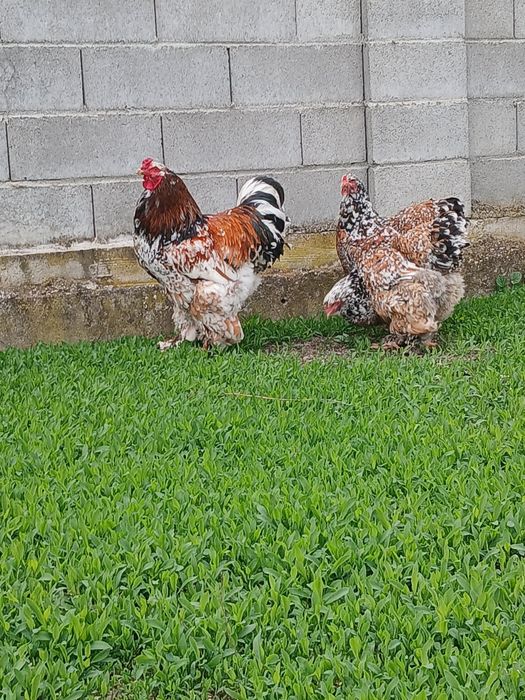 Vind puii găină brahma PORȚELAN.