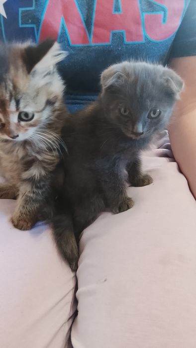 Отдам котят бесплатно